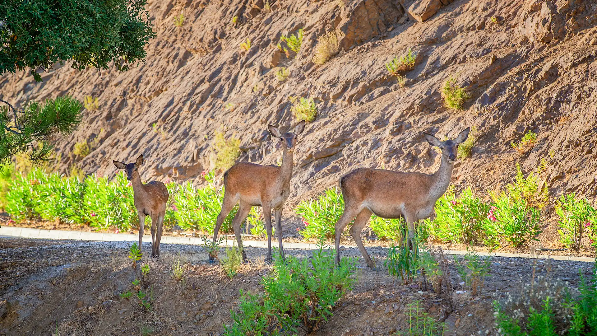 Animales salvajes en la Zagaleta Nevado Realty (1)