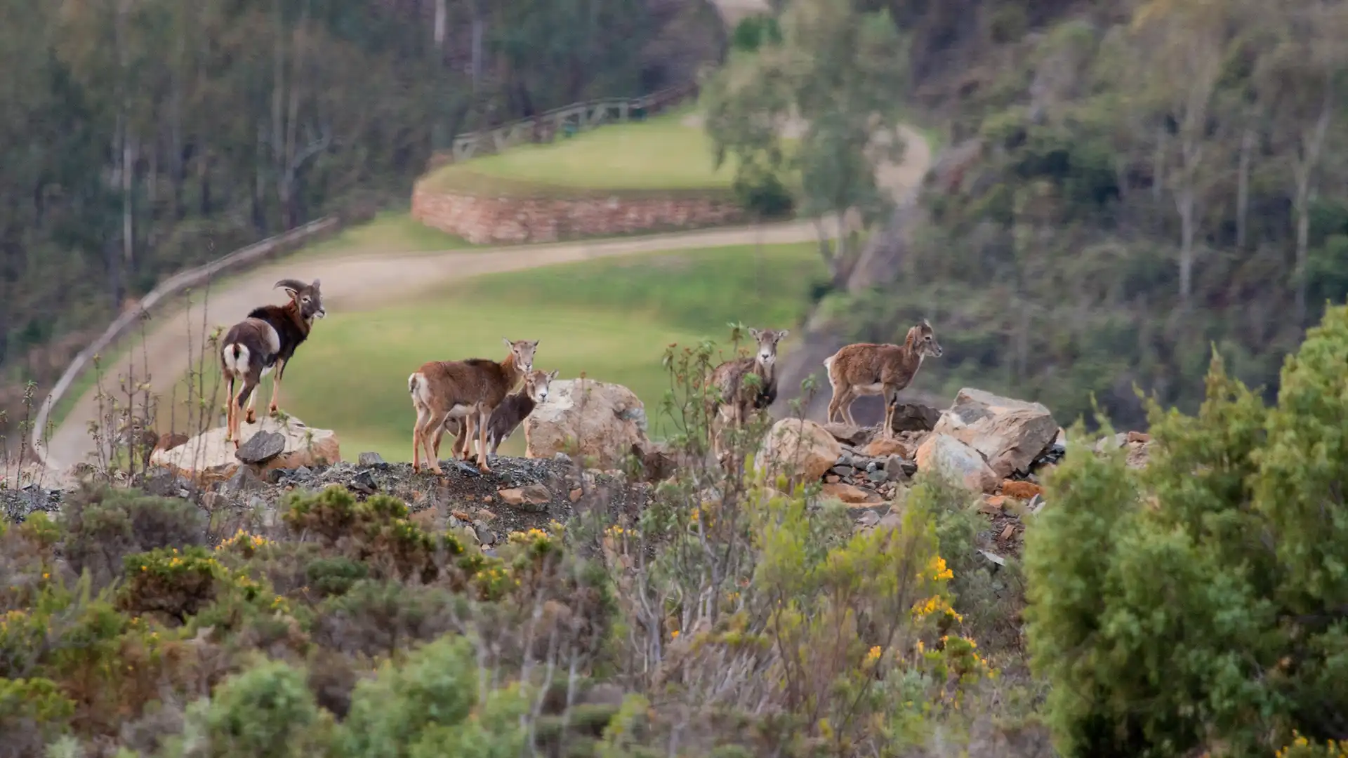 Animales salvajes en la Zagaleta Nevado Realty (2)