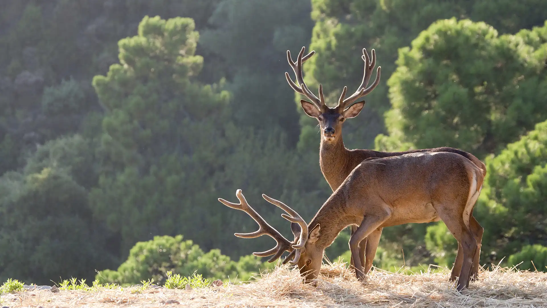 Animales salvajes en la Zagaleta Nevado Realty (3)